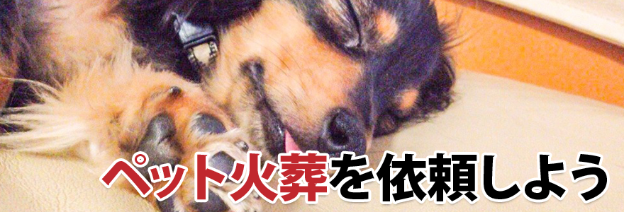 ペット火葬を依頼しよう
